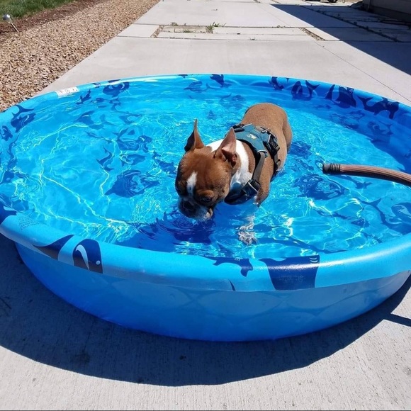 Meet your Posher, Malia - Picture 8 of 8